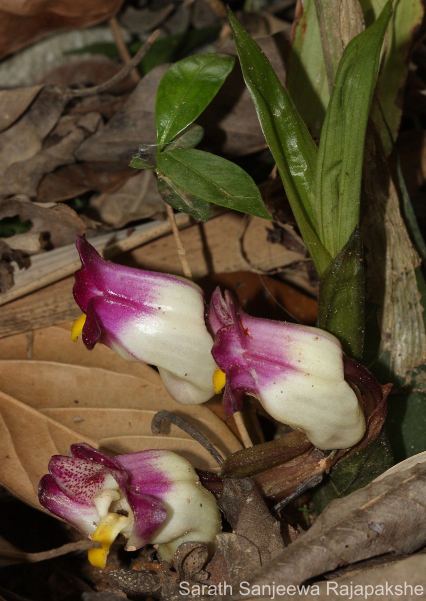 Acanthophippium bicolor Lindl.